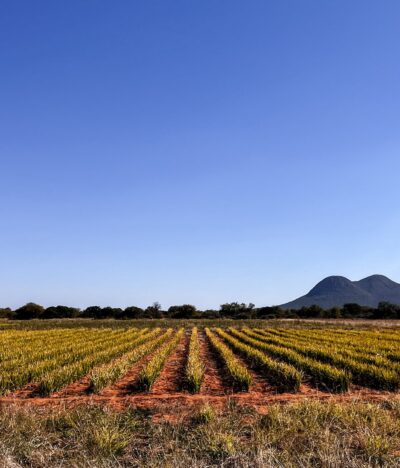 Sustainable Rice Production Research in Botswana: A Bright Future for Sefhare